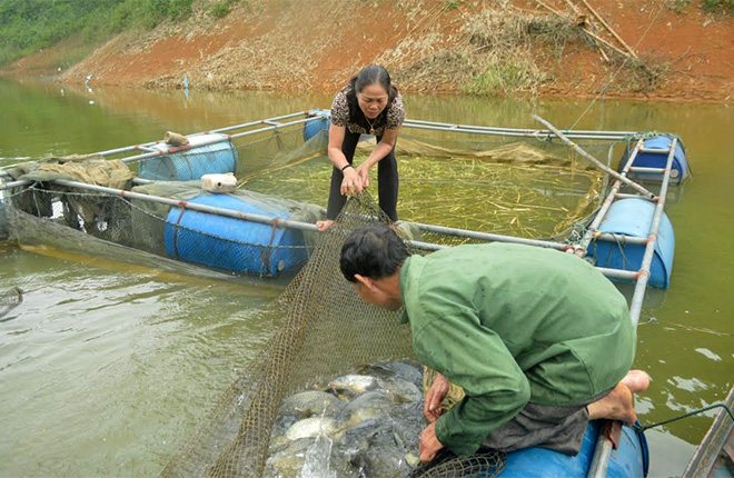 Định kỳ hàng tháng, bà Nguyễn Thị Hồng Thanh kiểm tra trọng lượng cá để điều chỉnh kỹ thuật nuôi hiệu quả.