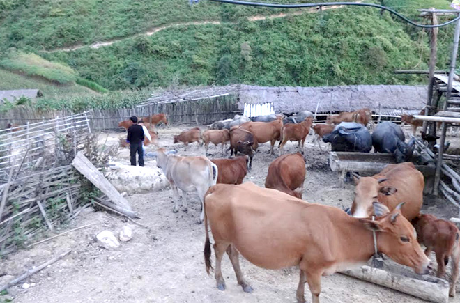 Mô hình chăn nuôi trâu, bò hiệu quả của gia đình anh Giàng A Tủa, bản Trống Là, xã Hồ Bốn, huyện Mù Cang Chải.
