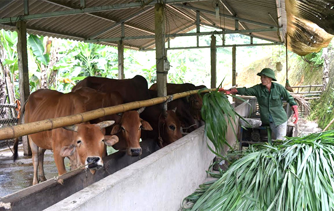 Một cơ sở chăn nuôi bò theo hình thức bán công nghiệp ở huyện Văn Yên.
