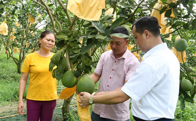 Mô hình trồng bưởi da xanh của gia đình anh Hà Đình Giáp, thôn Yên Ninh, xã Hưng Thịnh, huyện Trấn Yên có thu nhập trên 200 triệu đồng từ vườn bưởi.