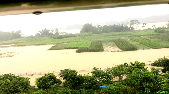 Nước sông Thao đang lên cao gây ngập nhiều diện tích hoa màu ở xã Nga Quán, huyện Trấn Yên.