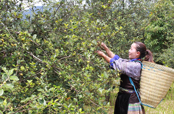 Thời gian tới, Mù Cang Chải chú trọng phát triển hợp tác xã gắn với các sản phẩm: chế biến chè, quả sơn tra, thổ cẩm…