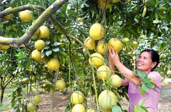 Nông dân xã Đại Minh, huyện Yên Bình thu hoạch bưởi.