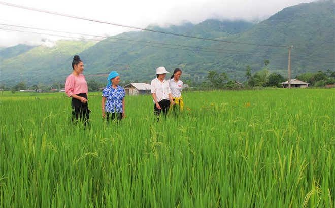 Nông dân xã Phúc Sơn trao đổi kinh nghiệm sản xuất lúa hữu cơ.