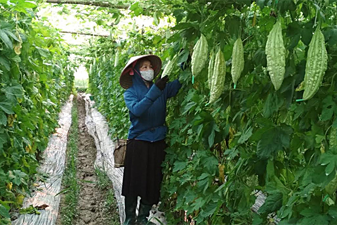 Mô hình “Dân vận khéo” vận động người dân trồng mướp đắng cho giá trị kinh tế cao ở thôn Đêu 3, xã Nghĩa An.