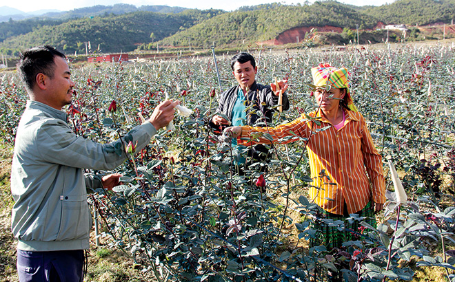 More than tens of hectares of roses in Nam Khat hamlet serve tourism and economic development.