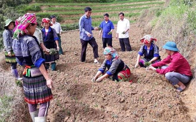 Cán bộ Hội Nông dân huyện Mù Cang Chải hướng dẫn người dân xã Dế Xu Phình trồng thử nghiệm cây cỏ ngọt.