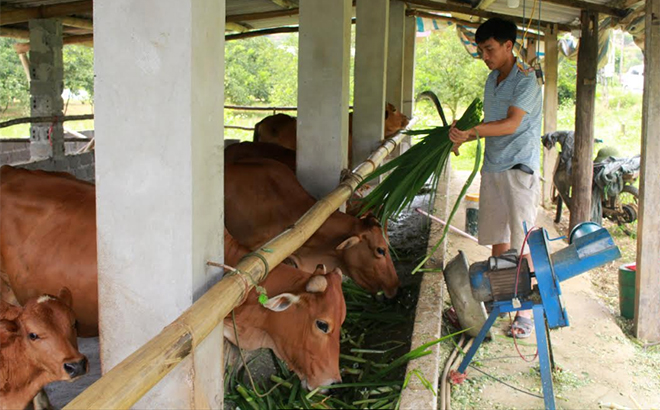 70% hộ gia đình trên địa bàn huyện Văn Chấn đã xây dựng chuồng trại đảm bảo vệ sinh môi trường.