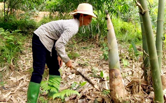 Nông dân huyện Trấn Yên thu hoạch măng Bát độ. (Ảnh: Quyết Thắng).