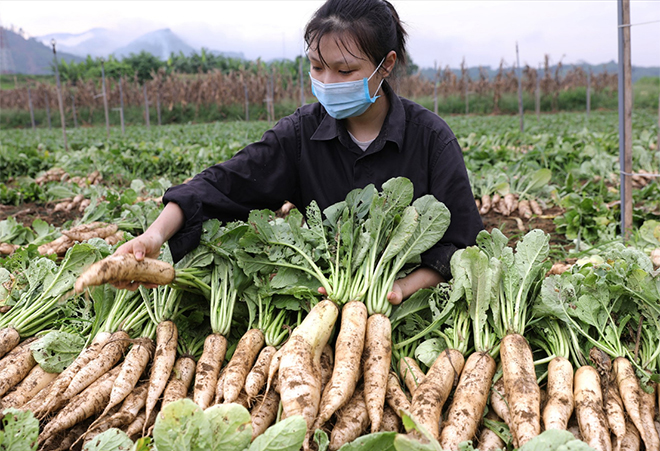 Lần đầu tiên Hợp tác xã trên địa bàn Yên Bái thu hoạch củ cải trắng trong vụ hè trên đất bãi phù sa ven sông Hồng cho thu hoạch cao.