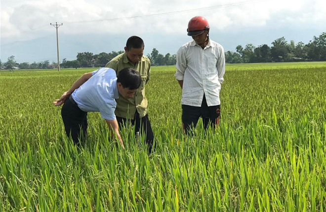 Cán bộ trung tâm dịch vụ hỗ trợ và phát triển nông nghiệp thị xã hướng dẫn bà con nông dân chăm sóc lúa tại đồng ruộng.