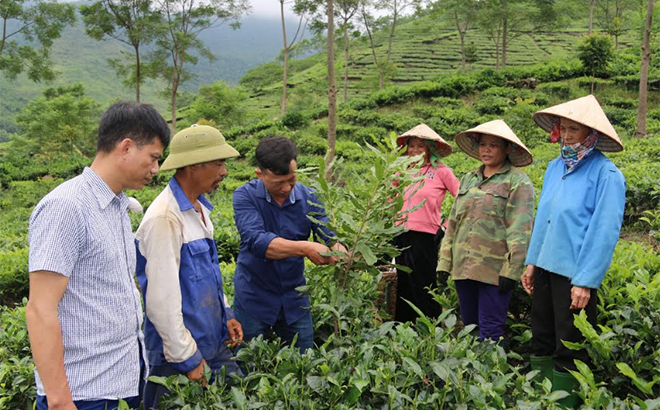 Cán bộ nông nghiệp huyện Văn Chấn hướng dẫn nông dân xã Gia Hội cắt tỉa cành mắc ca.