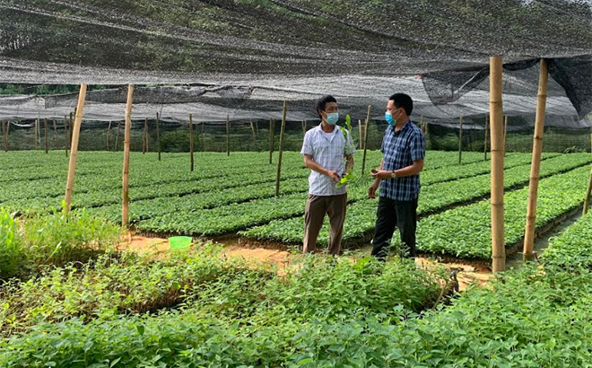 Mô hình tổ hợp tác ươm và kinh doanh cây giống thuộc Hợp tác xã Dịch vụ tổng hợp nông nghiệp xã Tân Thịnh mang lại hiệu quả cao.