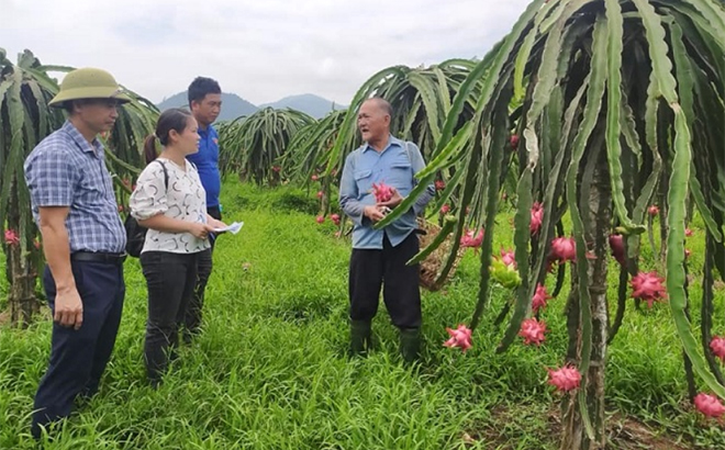 Vườn thanh long ruột đỏ của hộ ông Trần Gia Viễn ở thôn Khe Ngang, xã Hưng Khánh, huyện Trấn Yên.