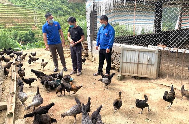 Mô hình nuôi gà đen của đoàn viên Hảng A Giàng ở thôn Tà Xùa, xã Bản Công mang lại hiệu quả kinh tế cao.