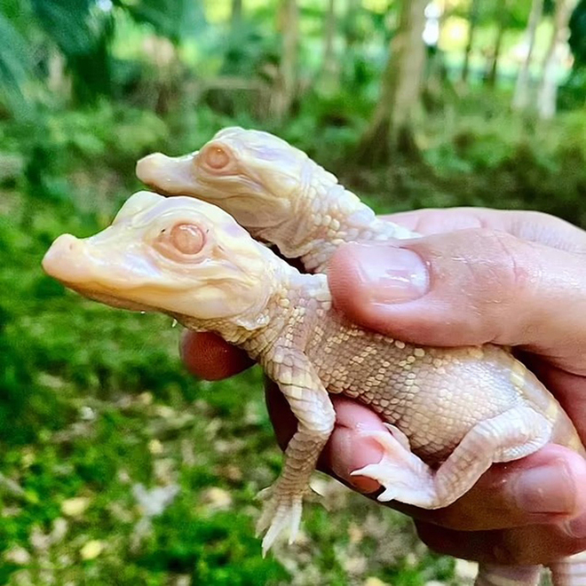 Cặp cá sấu bạch tạng mới nở tại công viên Wild Florida. Ảnh: Wild Florida.