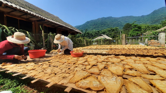 Năm nay, do dịch bệnh Covid-19 khó tiêu thụ măng tươi nên người dân đã chủ động chuyển sang làm măng khô, vừa tăng được giá trị sản phẩm.