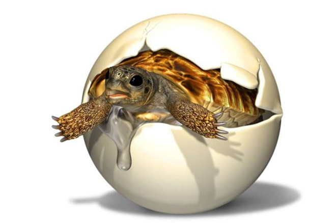 Hoá thạch trứng rùa được phát hiện có từ kỷ Phấn trắng.