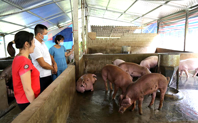 Lãnh đạo Phòng Nông nghiệp và Phát triển nông thôn huyện Yên Bình kiểm tra mô hình chăn nuôi lợn của gia đình chị Hoàng Linh thôn 3, xã Phú Thịnh.