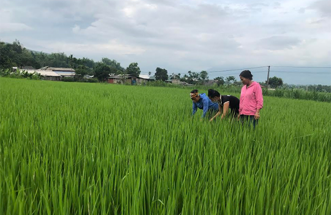 Người dân xã Phúc Sơn trao đổi kỹ thuật sản xuất lúa hữu cơ.