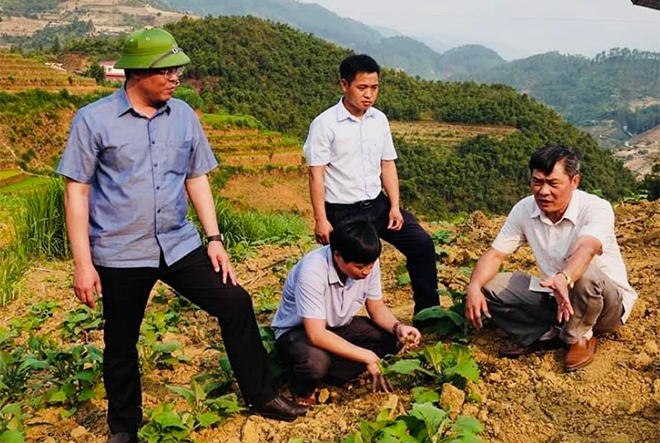 Lãnh đạo huyện Mù Cang Chải kiểm tra Mô hình trồng sâm Hoàng sin cô tại bản La Pán Tẩn, xã La Pán Tẩn.