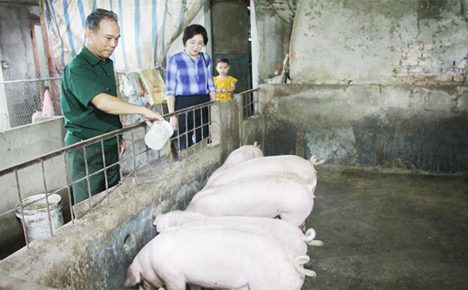 Mô hình chăn nuôi lợn phát triển kinh tế của ông Đoàn Xuân Châm ở thôn Đồng Bằng 1 - 2.