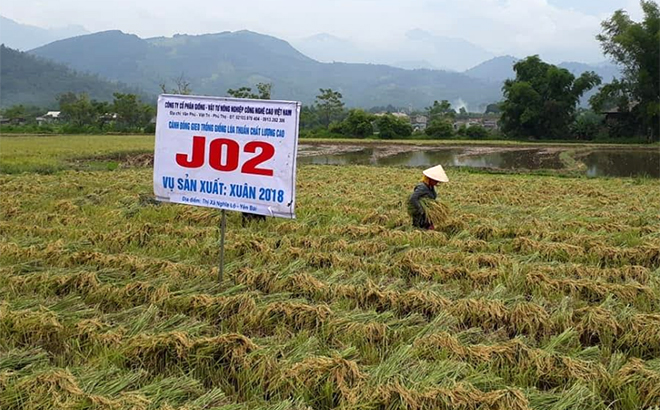 Từ năm 2018, thị xã Nghĩa Lộ đã triển khai mô hình ứng dụng giống lúa chất lượng cao vào gieo trồng mang lại hiệu quả cao trong sản xuất nông nghiệp.