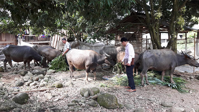 Cán bộ Phòng Giao dịch NHCSXH huyện Văn Chấn thăm mô hình vay vốn phát triển chăn nuôi.