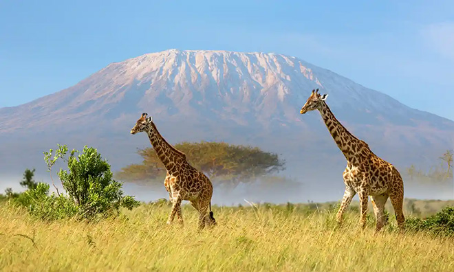 Đỉnh núi cao Châu Phi nơi mà bạn có thể tận hưởng cảm giác chinh phục đỉnh cao mà không cần phải rời khỏi nhà cửa. Với internet và du lịch ảo, bạn có thể trải nghiệm cảm giác đứng trên đỉnh núi và ngắm nhìn bối cảnh hoang dã xung quanh.