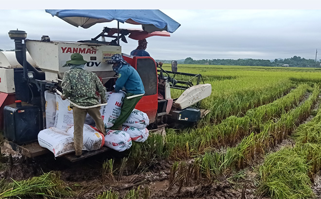 Yên Bái đã hình thành được vùng lúa đặc sản chất lượng cao 3.000 ha. (Trong ảnh: Nông dân Văn Chấn thu hoạch lúa mùa).