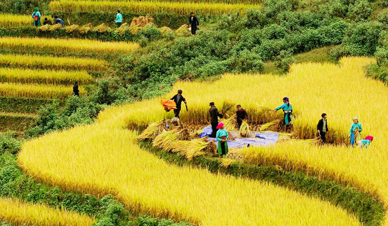 Đến với Festival cao nguyên trắng Bắc Hà, du khách sẽ được trải nghiệm mùa lúa chín và hoạt động làm cốm của đồng bào vùng cao.