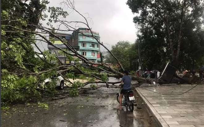 Một cây xanh bị quật ngã do ảnh hưởng của mưa dông ở thị trấn Yên Thế (Lục Yên). (Ảnh: Quang Tuấn)