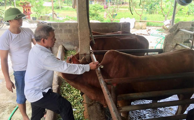 Ông Vương Văn Cương ở thôn Phạ 1, xã Cảm Nhân, huyện Yên Bình tiêm phòng định kỳ cho đàn bò.