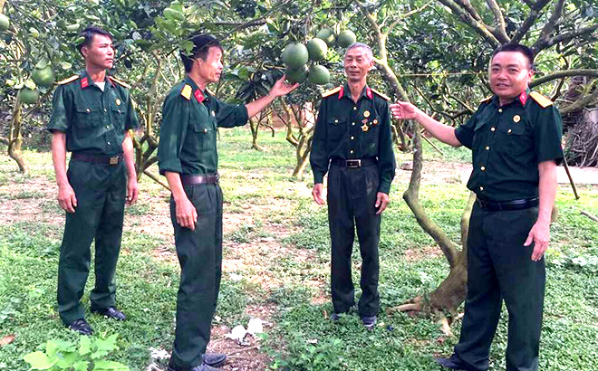 Mô hình trồng bưởi diễn thu nhập trên 100 triệu đồng/năm của hội viên Hội Cựu chiến binh xã Việt Cường.