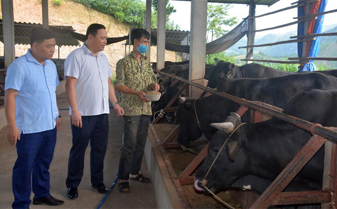 Mô hình chăn nuôi trâu, bò của ông Nguyễn Văn Cầu ở tổ dân phố Văn Thi 3, thị trấn Sơn Thịnh, huyện Văn Chấn.