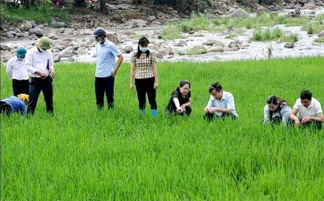 Các đồng chí Thường trực Huyện ủy, HĐND huyện Trạm Tấu giám sát phát triển sản xuất nông nghiệp tại xã Hát Lừu.