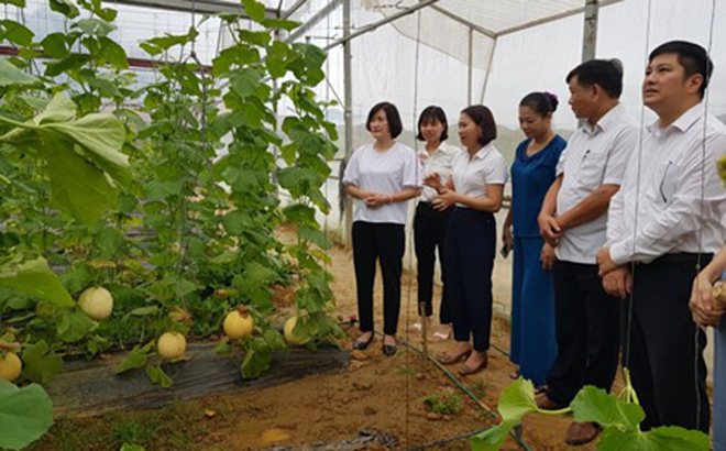 Lãnh đạo Ủy ban MTTQ tỉnh thăm mô hình trồng dưa mỹ tại xã Báo Đáp, huyện Trấn Yên.