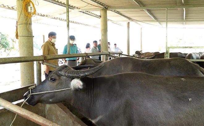 Một mô hình chăn nuôi tại xã Phù Nham, thị xã Nghĩa Lộ được thụ hưởng chính sách hỗ trợ theo Nghị quyết số 69 của HĐND tỉnh.