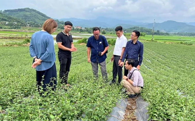 Lãnh đạo Hội Đông y tỉnh thăm mô hình trồng cà gai leo ở huyện Văn Yên.