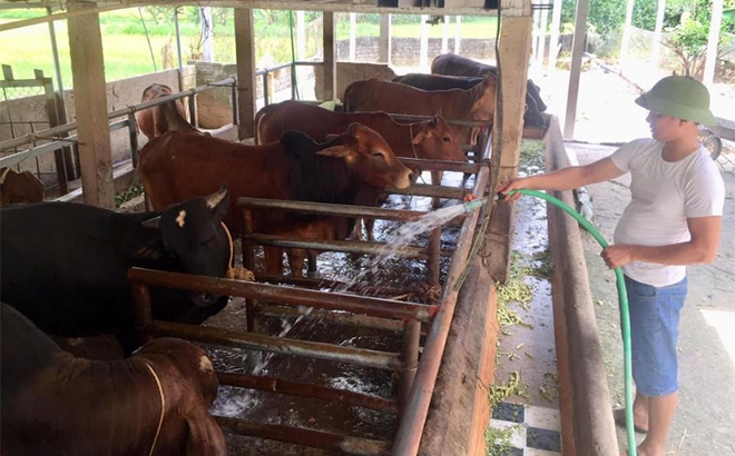 Một mô hình chăn nuôi bò mang lại hiệu quả kinh tế cao của nông dân xã Cẩm Nhân, huyện Yên Bình.