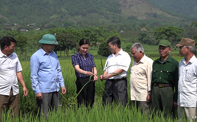 Lãnh đạo xã Đồng Khê kiểm tra mô hình canh tác lúa chất lượng cao.