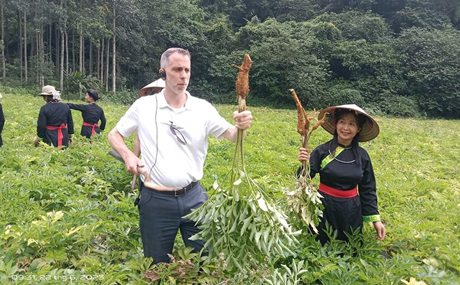 Đoàn công tác của Đại sứ quán Canada thăm mô hình trồng dược liệu của HTX Lũng Lô, xã Thượng Bằng La, huyện Văn Chấn.
