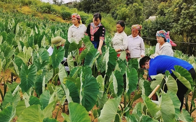 Phát triển trồng cây khoai sọ nương giúp nhiều hội viên phụ nữ xã Bản Mù vươn lên thoát nghèo.