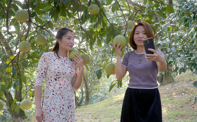 Sản phẩm bưởi của gia đình anh Lê Văn Minh, thôn Khả Lĩnh, xã Đại Minh, huyện Yên Bình được livestream bán hàng trực tiếp tại vườn. 

