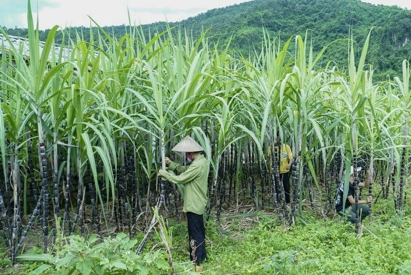 Việt Nam chính thức áp thuế chống bán phá giá với đường mía từ Thái Lan (ảnh minh hoạ)