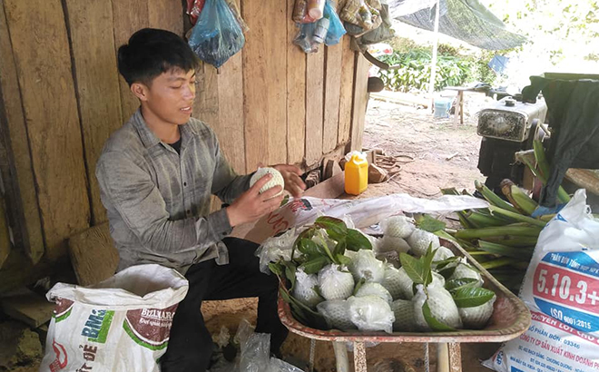 Anh Sùng A Dâu ở thôn Làng Ca, xã Cát Thịnh, huyện Văn Chấn tỷ mỉ bọc từng trái ổi trước khi đưa đi tiêu thụ.