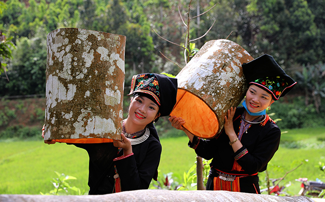 Tổng giá trị các sản phẩm từ quế hằng năm trên địa bàn huyện Văn Yên đạt trên 800 tỷ đồng.  Ảnh: Thiếu nữ Dao Văn Yên thu hoạch quế