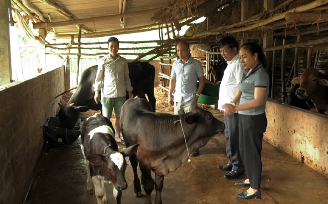 Trung tâm Giống cây trồng vật nuôi tỉnh Yên Bái kiểm tra chất lượng bò giống được thực hiện bằng phương pháp truyền tinh nhân tạo tại xã Đại Lịch, huyện Văn Chấn