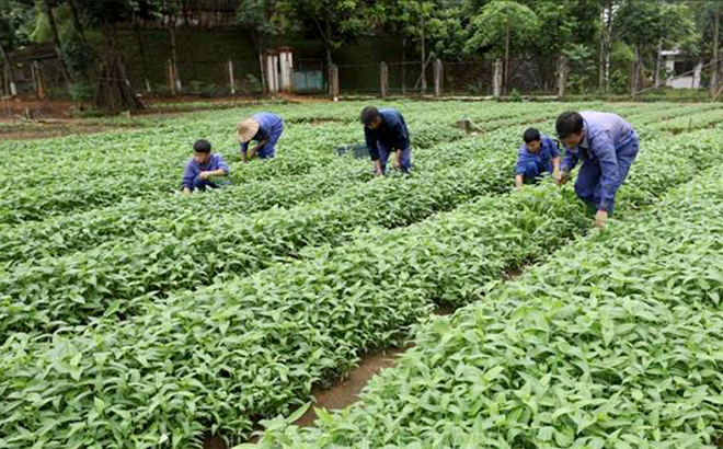 Các học viên cai nghiện chăm sóc rau xanh tại Cơ sở Cai nghiện ma túy tỉnh Yên Bái.