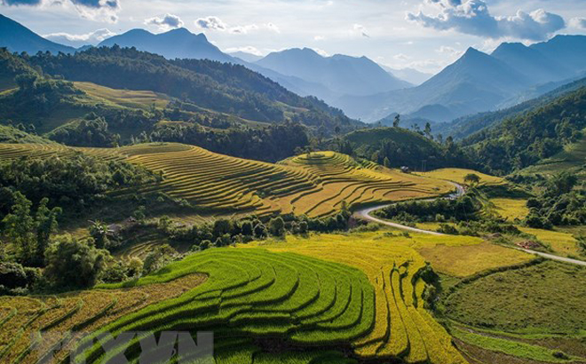 Vẻ đẹp quyến rũ của Sa Pa (Lào Cai) mùa lúa chín.